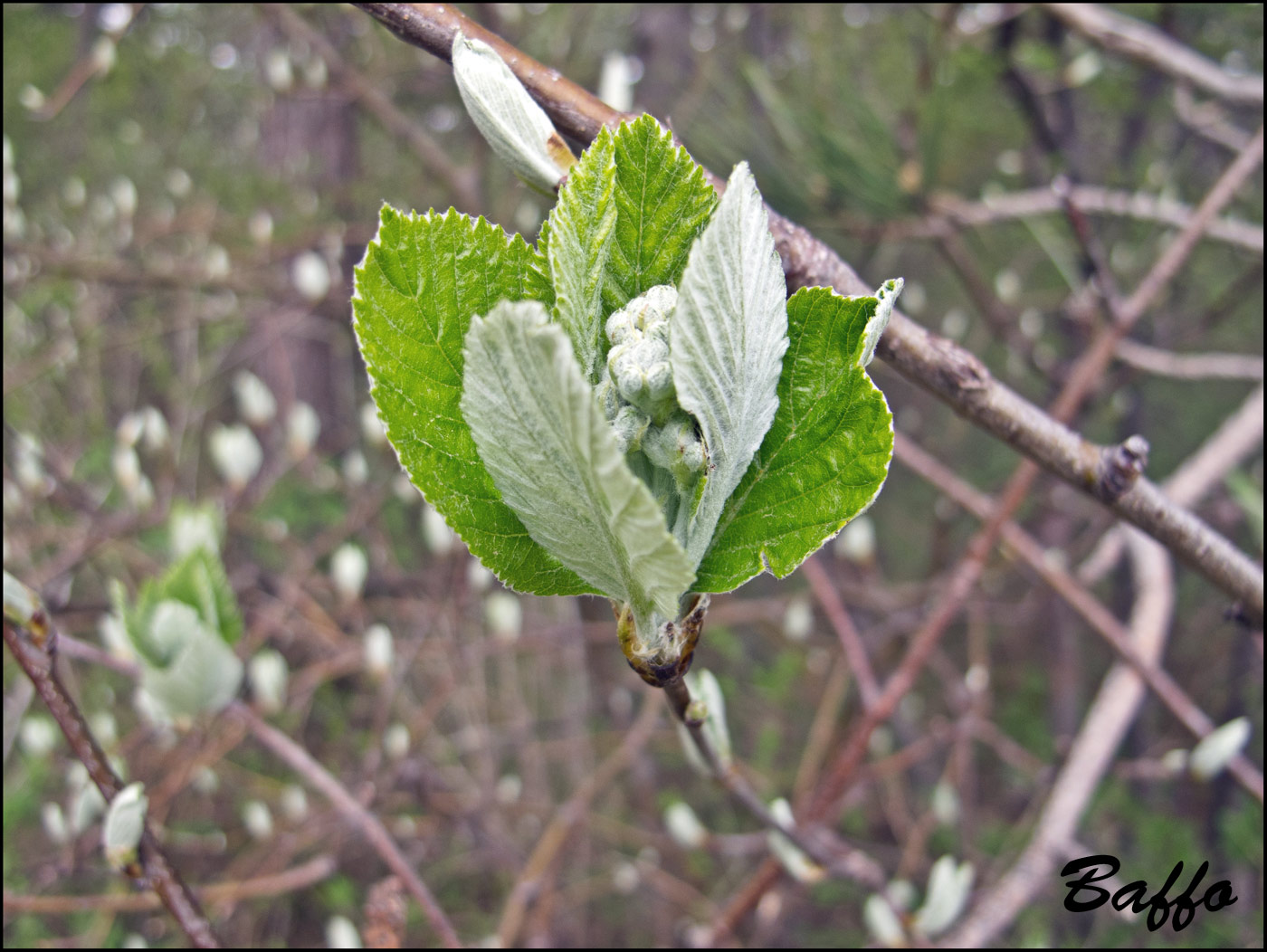 Le ultime arrivate tra le piante gi� fiorite